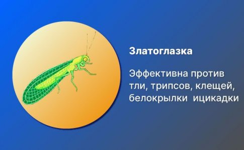 Златоглазка