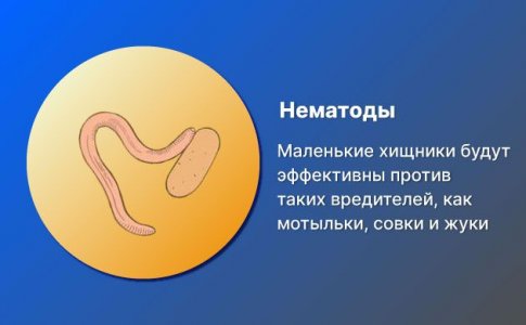 Нематоды