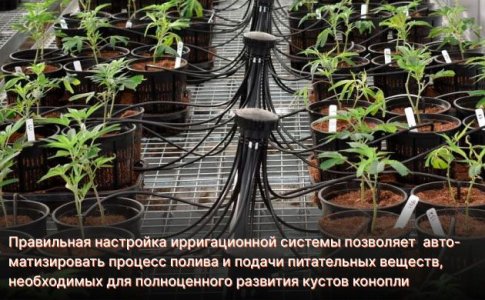 Преимущества использования ирригационной системы
