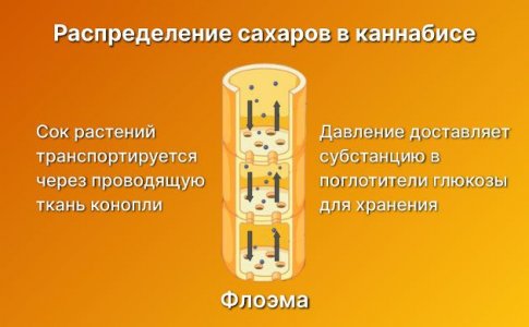 Распределение сахаров в каннабисе