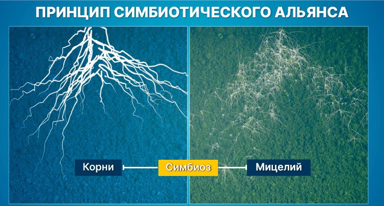 Что такое микориза Что такое микориза