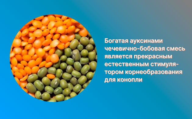 Стимулятор корнеобразования конопли: чечевично-бобовая смесь