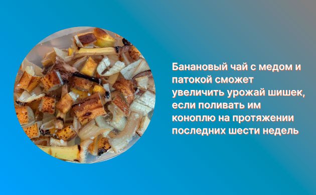 Органический стимулятор цветения конопли: чайно-банановая смесь