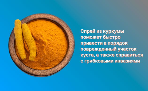 Лечение кустов конопли: куркума