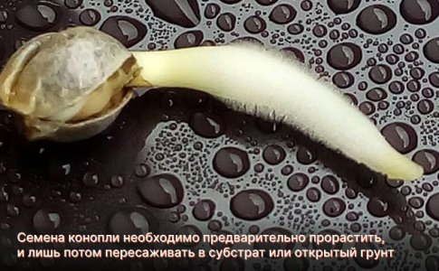  Высадка в субстрат без проращивания конопли