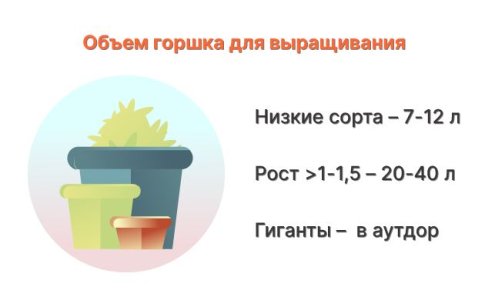 Маленький объем горшка конопли