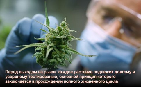 сидбанк Medical Seeds