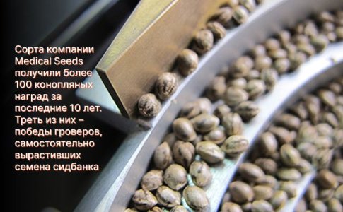 сорта Medical Seeds