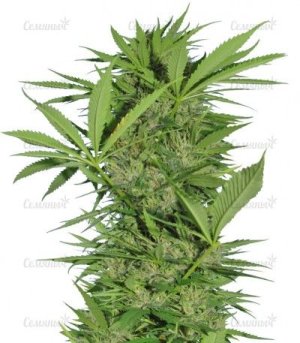 Easy Sativa.jpg