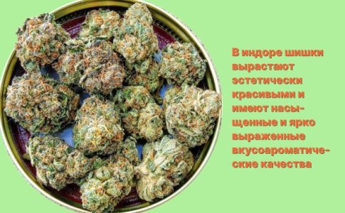 Шишки конопли в аутдоре и индоре