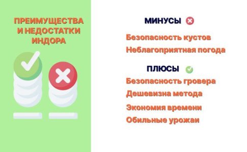 Преимущества и недостатки выращивания конопли в аутдоре 