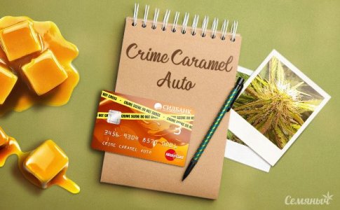 groureport-sorta-konopli-crime-caramel-auto-ot-sidbanka-semyanych__m3ob07GU2je1yVtV.jpg