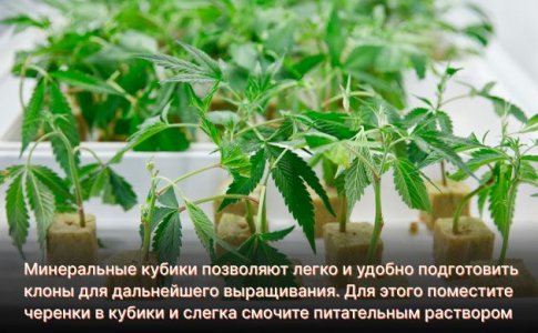 Клонирование и укоренение конопли Клонирование и укоренение конопли