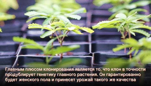 Семена или клоны для выращивания марихуаны в аутдоре