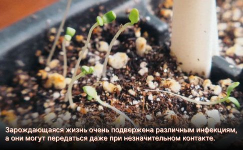 Инфекция
