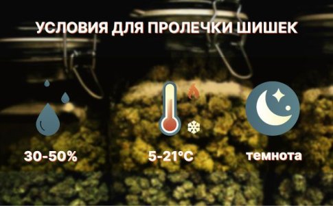 Зачем нужна пролечка шишек конопли