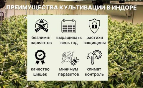 выращивание автоцветов в открытом и закрытом грунте