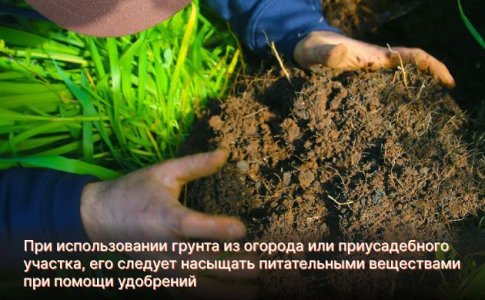 Удобрения для выращивания автоцвета