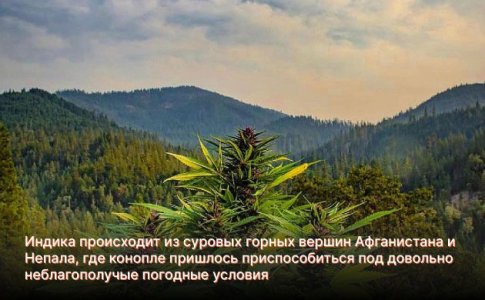 Родина конопли Индики