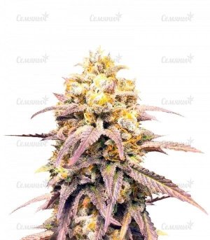 Critical_Super_Silver_Haze.jpg