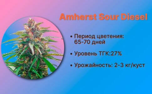 Сорт конопли Amherst Sour Diesel от Humboldt Seeds