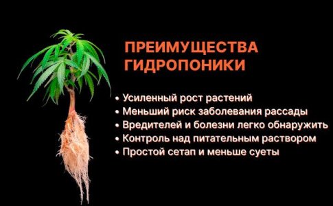 Преимущества гидропоники для автоцветущих сортов