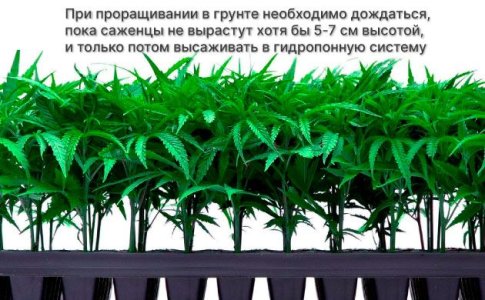 Выращивание автоцветов в гидропонике - высадка семян