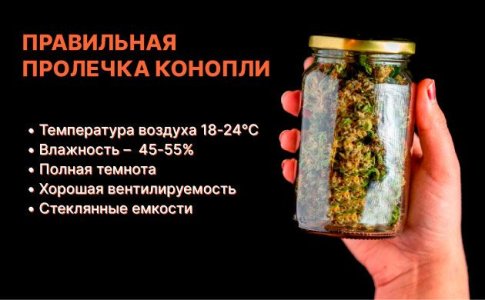 Сушка и пролечка шишек конопли