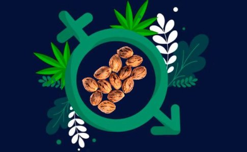 1-Feminizirovannye-i-regulyarnye-semena-konopli---chto-nuzhno-znat-novichkam.jpg 1-Feminizirovannye-i-regulyarnye-semena-konopli---chto-nuzhno-znat-novichkam.jpg
