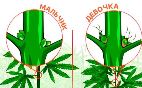 2-konoplya-byvaet-dvukh-polov-–-muzhskogo-i-zhenskogo.jpg 2-konoplya-byvaet-dvukh-polov-–-muzhskogo-i-zhenskogo.jpg