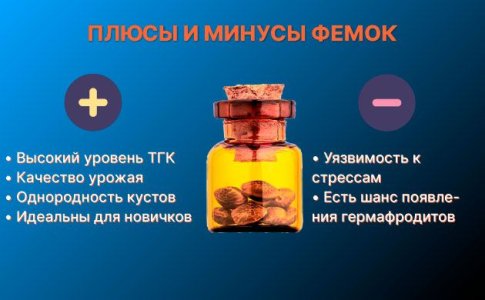 3-plyusy-i-minusy-femok.jpg 3-plyusy-i-minusy-femok.jpg