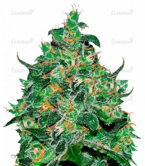 Critical_Jack_Herer_Auto.jpg