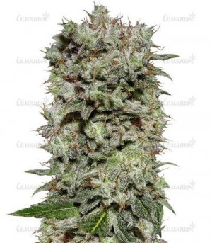 White-Widow.jpg