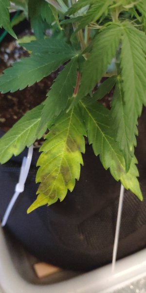 IMG_20230307_152106.jpg