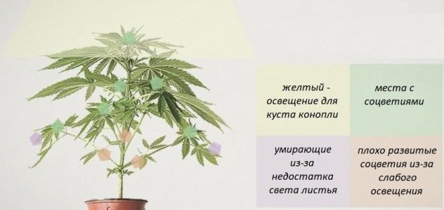 Соцветия конопли