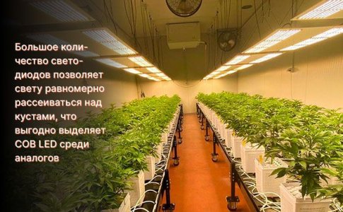COB LED панели для конопли