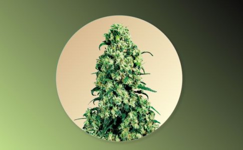 Сорт конопли Skunk 1 Сорт конопли Skunk 1