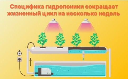 Как быстро растёт конопля в гидропонике? Как быстро растёт конопля в гидропонике?
