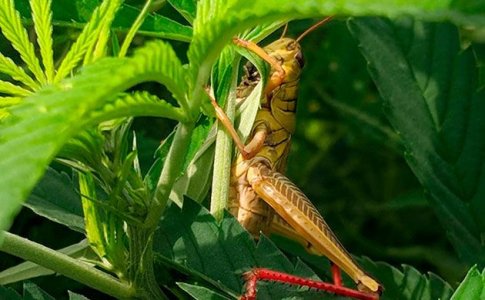 Как защитить коноплю от вредителей 