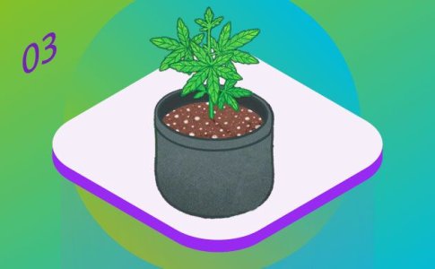 вегетация конопли вегетация конопли
