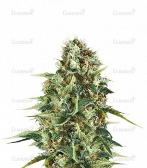 sort_Royal_AK___kiddp65IK8B4VMd8.jpg