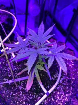 IMG_0261.JPG
