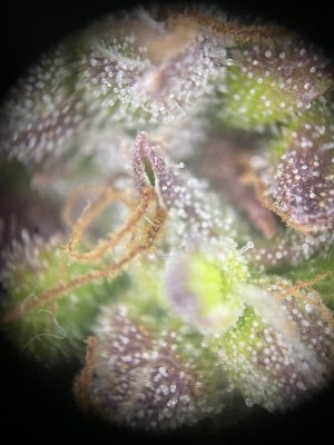 IMG_0530.jpeg