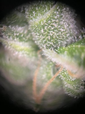 IMG_0525.jpeg
