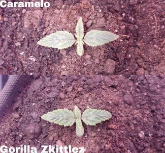 Picsart_23-06-28_09-38-23-379.jpg