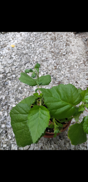 S30705-170735.png