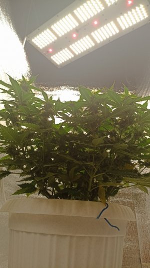 IMG_20230709_084619.jpg