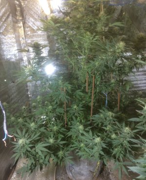 zkittlez-auto-cali-buds-seeds__mxc3fZXVLAvv1pV3.jpeg