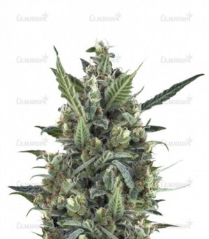 sort_Blue_Cheese_Automatic_RQS__5ojILXYsIuV6IJq0.jpg