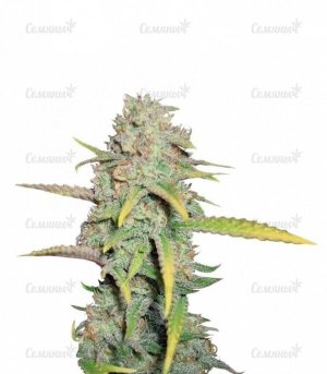 sort_OG_Kush_RQS__qilk3L4tsYUPosXM.jpg sort_OG_Kush_RQS__qilk3L4tsYUPosXM.jpg